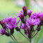 Tall Ironweed