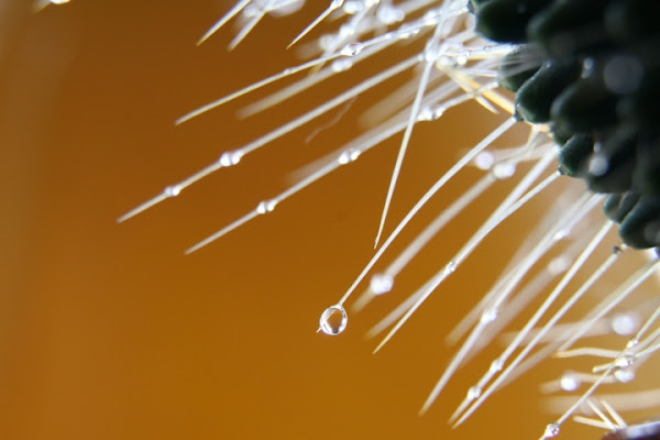 Preziosa goccia d'acqua di Trudina