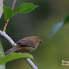 Variable Seedeater