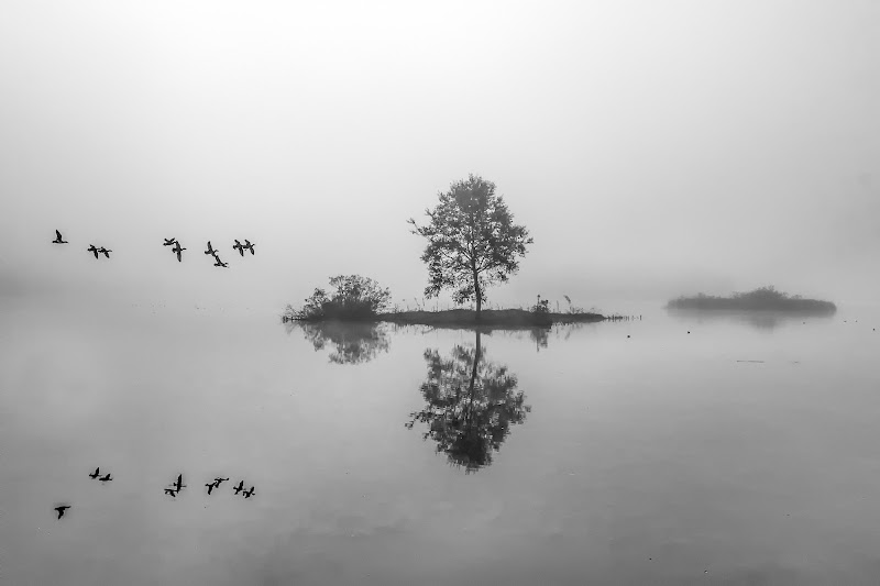 Nebbia in palude di si