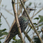 Common Starling