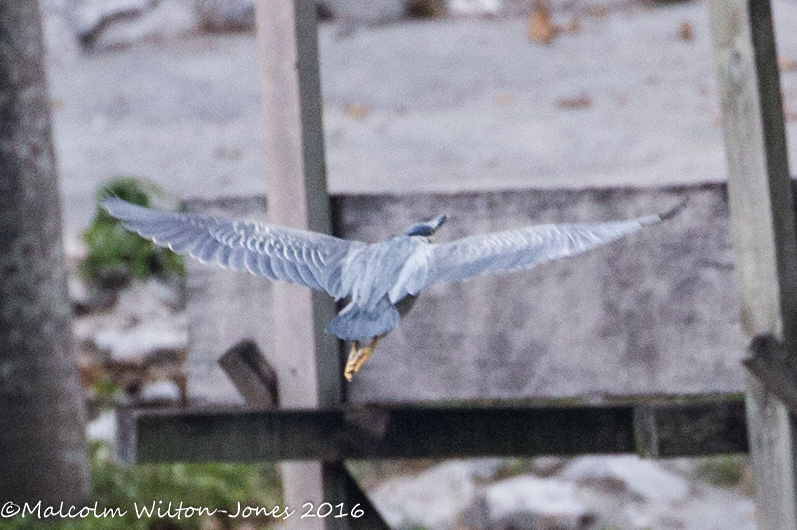 Little Heron