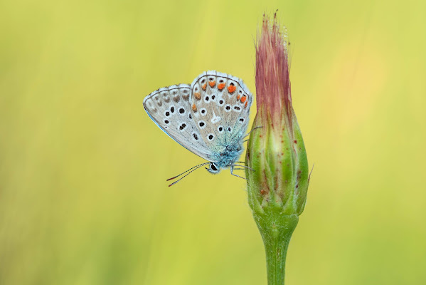 Farfalla su fiore di Peter_Sossi