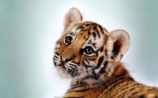 Wild Animals Cub Wallpapers