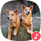 Download Appp.io - Dingo sounds For PC Windows and Mac 1.0.2