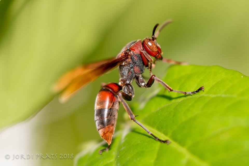 Brown paper wasp