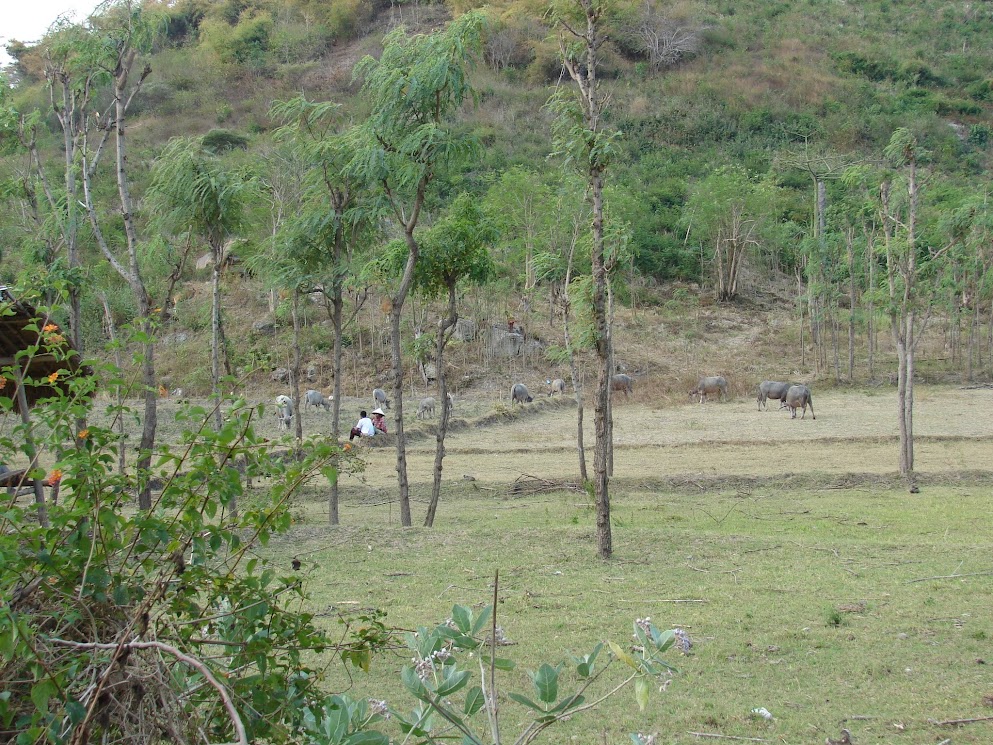 lombok