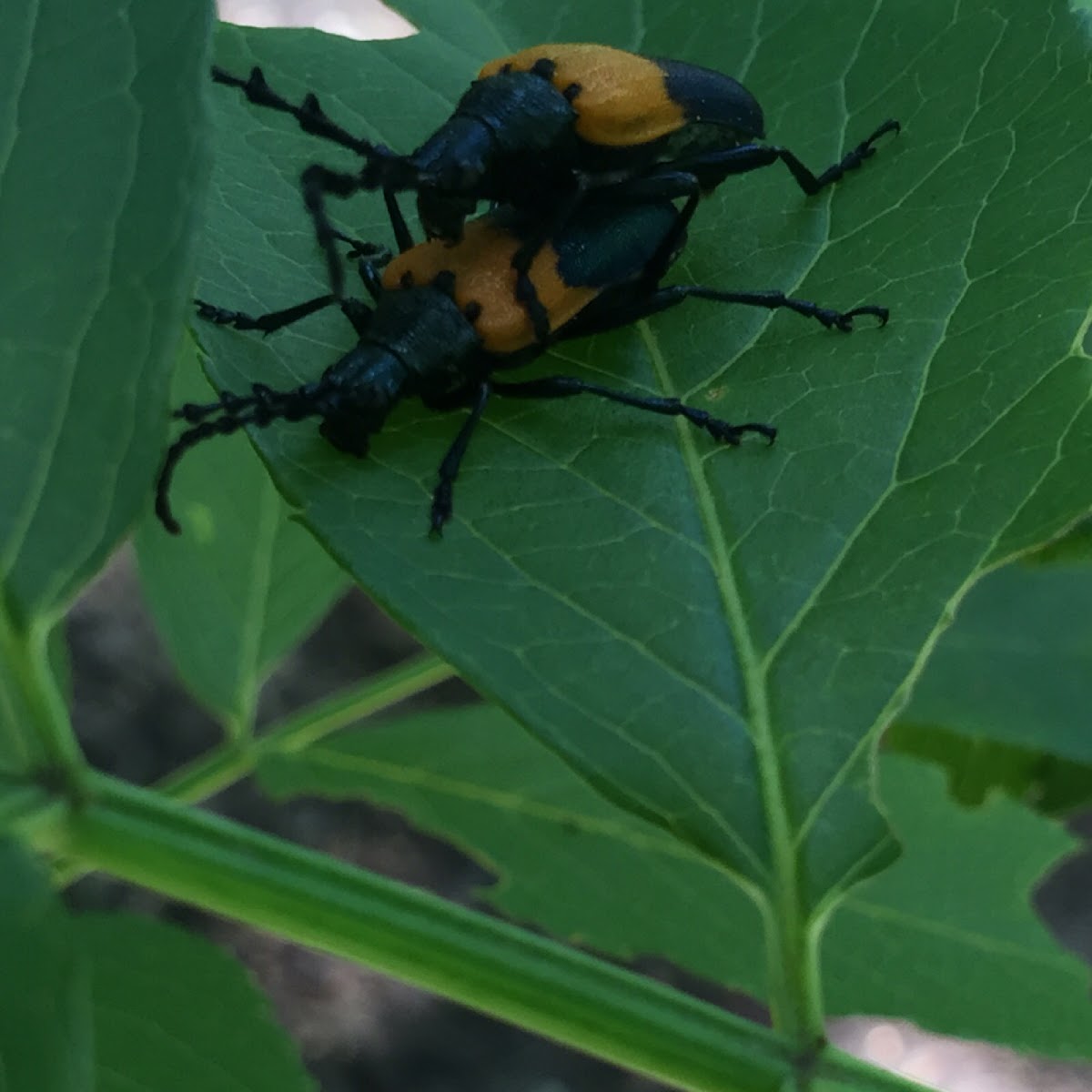 Elderberry Borer beetle