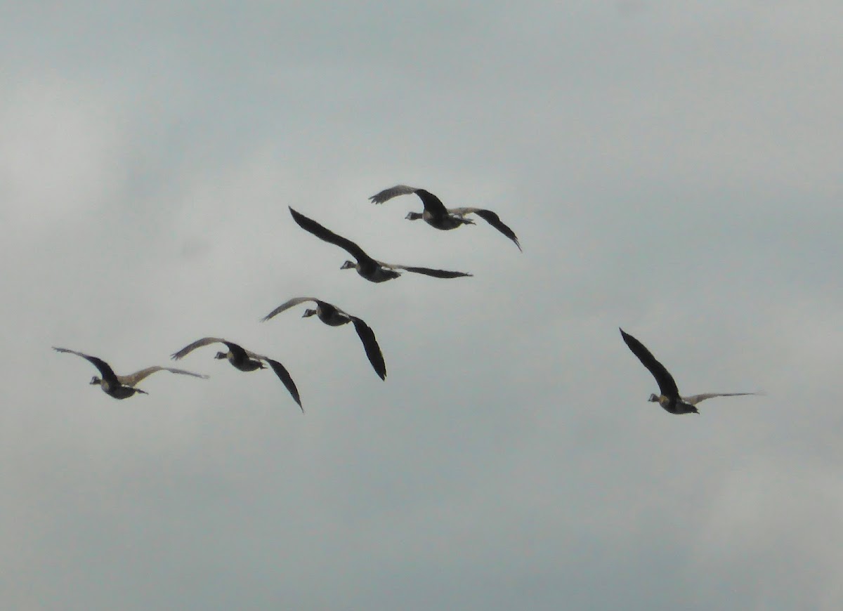 Canada Goose