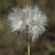 Pinnate Viper's Grass