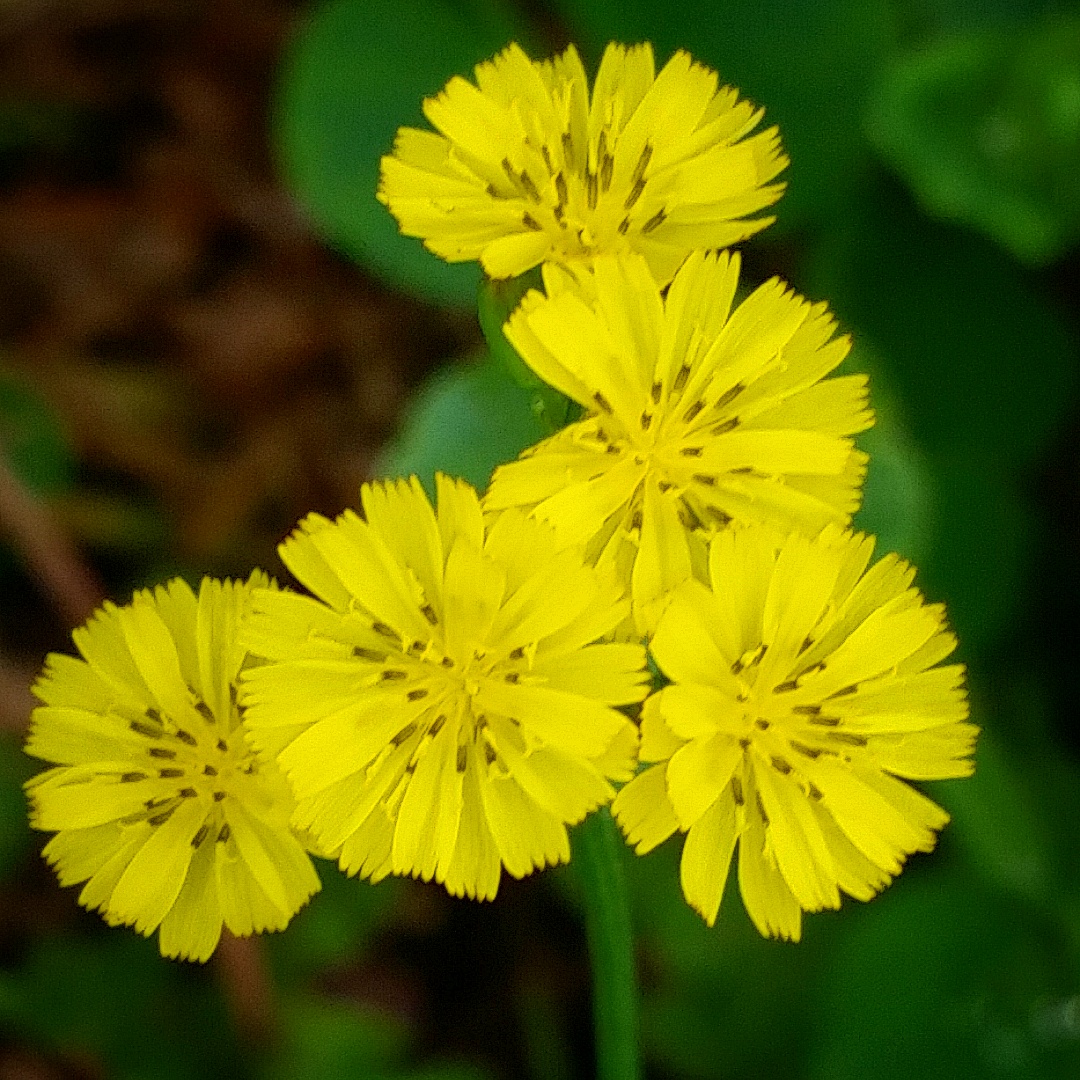 Hawkweed