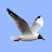 Birds of Europe Field Guide icon