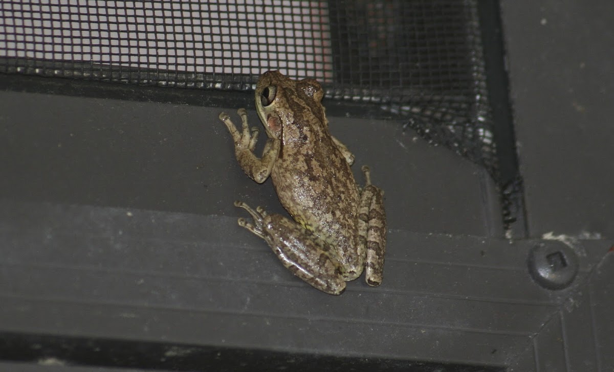 Cuban Tree Frog