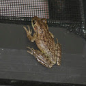 Cuban Tree Frog