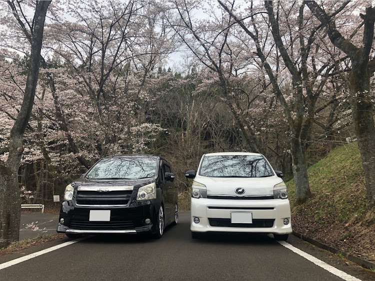 ヴォクシーの桜とコラボ・4月もよろしくお願い致します🌸に関するカスタム事例の投稿画像2枚目