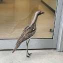 Bush Stone-curlew