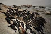 Researchers collected these dead seals in one small area of Lamberts Bay in 2021.