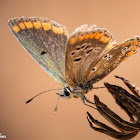 Southern Brown Argus