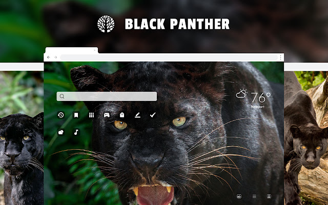 Black Panther - Wild Cat HD Wallpapers