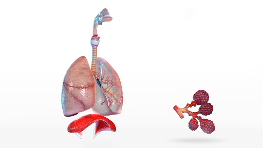免費下載教育APP|Human Lungs 3D app開箱文|APP開箱王