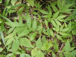 Image result for wavy leaf basketgrass