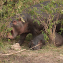 Common hippopotamus