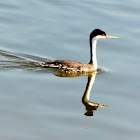 Western Grebe