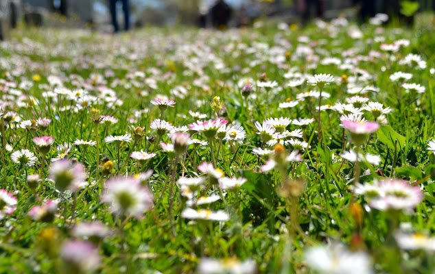 Empatia... in fiore di newxeres