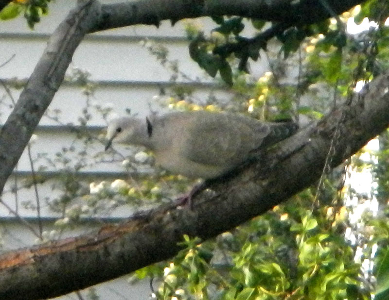 Eurasian Collared-Dove