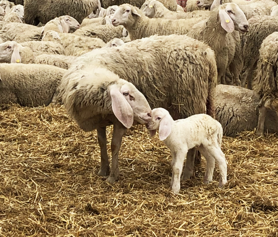 Due cuori che battono all’unisono di giuliamonaldi9500