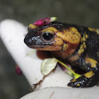 Portuguese Fire Salamander