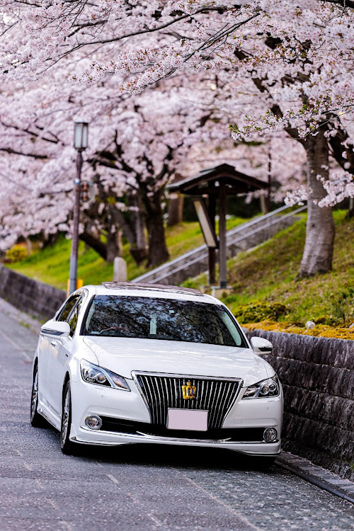 クラウンマジェスタの桜🌸と愛車🚗・究極のベストショット・個人的に過去1撮れたと思う｡｡｡・京都MJCLUBに関するカスタム事例の投稿画像4枚目