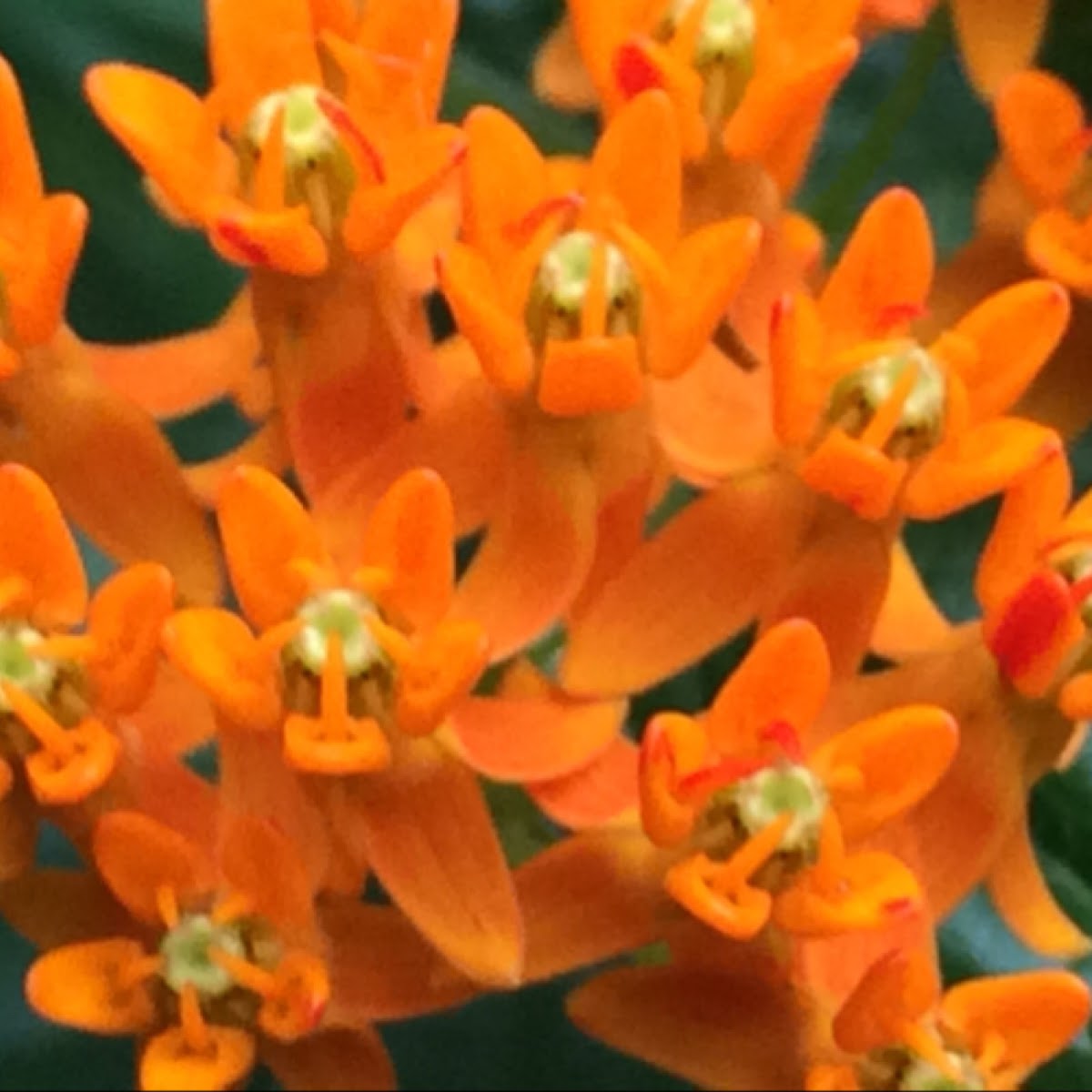 Butterflyweed