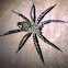 Tiger wandering spider