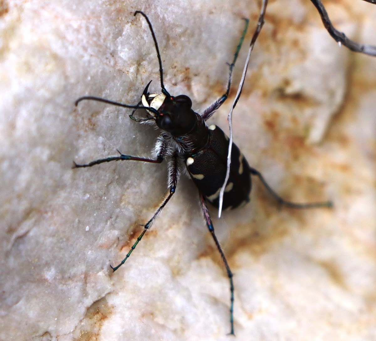 Northern Dune Tiger Beetle