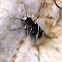 Northern Dune Tiger Beetle