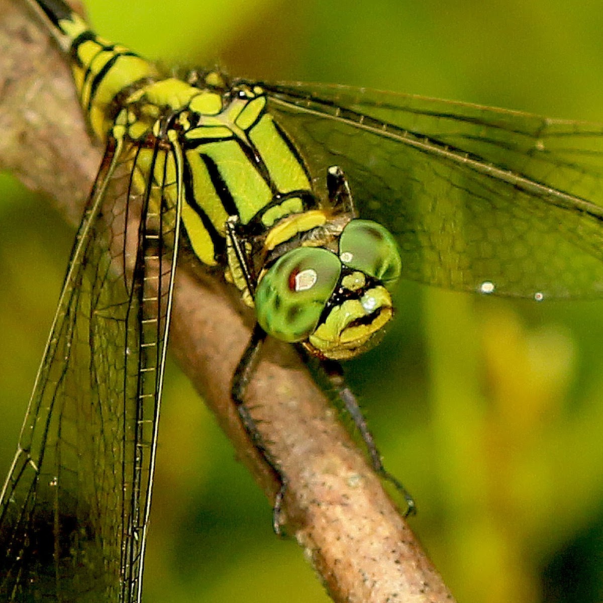 Green Skimmer