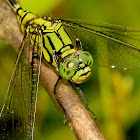 Green Skimmer