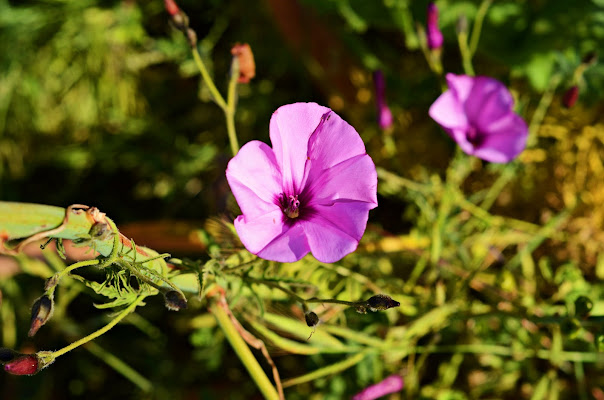 Pink flower di stefania_corrao