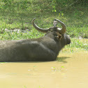 Wild Water Buffalo