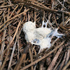 Slime Mold