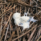 Slime Mold