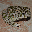 Balearic green toad