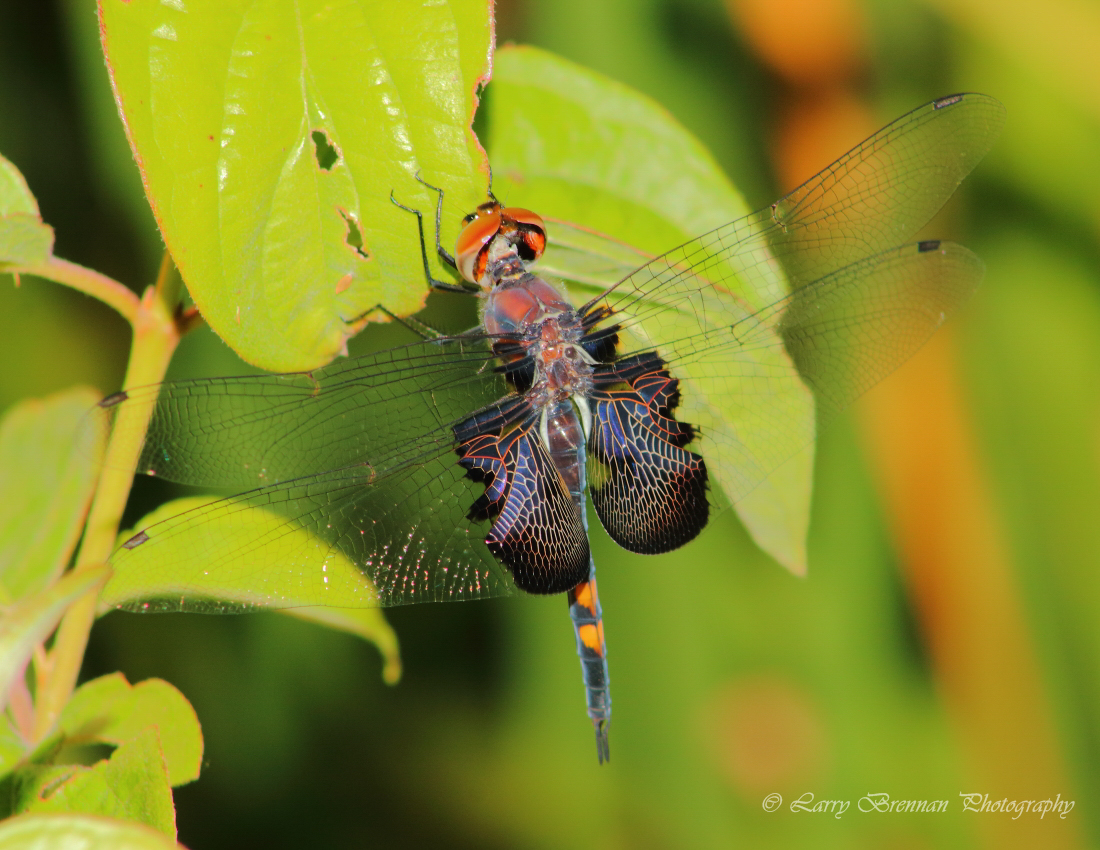 Black Saddlebags