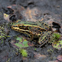 Northern Leopard Frog