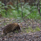 Item logo image for Sharp-beaked hedgehog