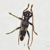 Longhorn beetle