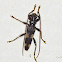 Longhorn beetle