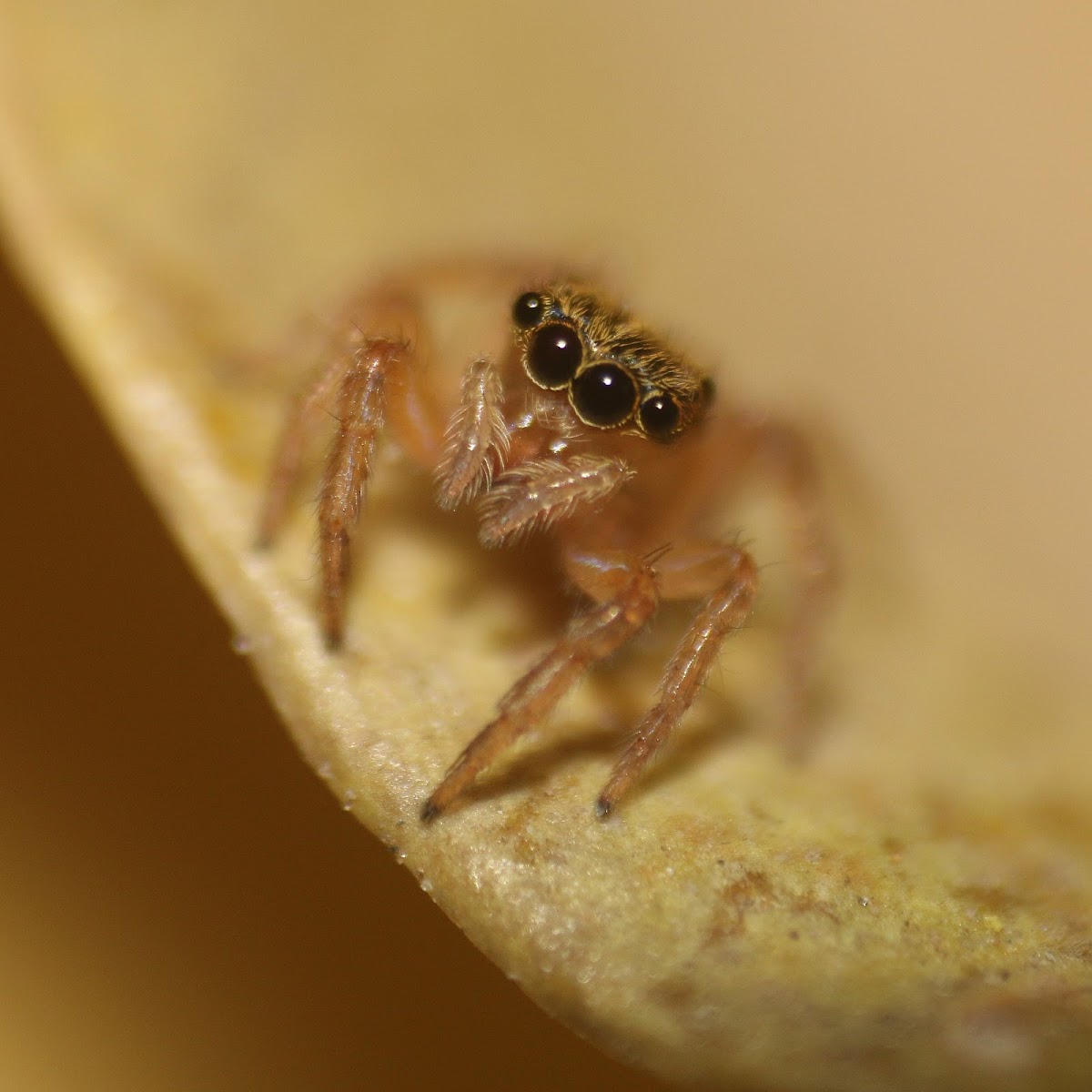 Jumping spider