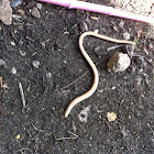 Slow worm